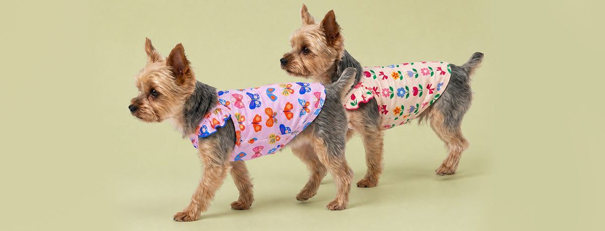 Two Yorkies wearing 2 pack ruffle dog t shirts in a green background