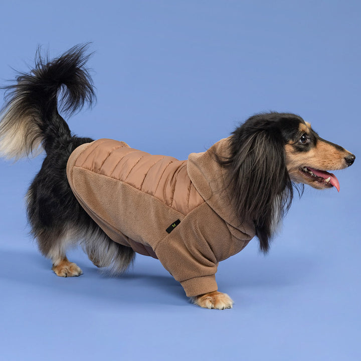 Long-haired dachshund in warm fleece dog hoodie walking on studio floor