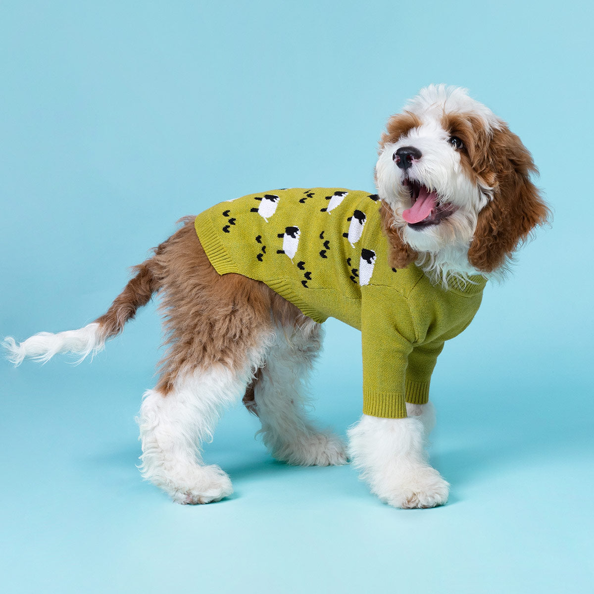 Green Sheep Dog Sweater | Knitted Cozy Pet Apparel – Fitwarm
