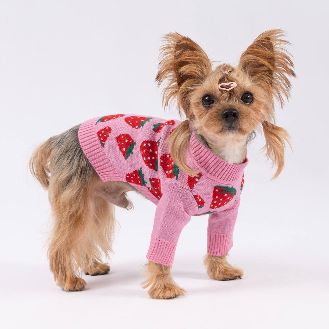 Cute little dog wearing soft pink strawberry dog fleece sweater showing playful style