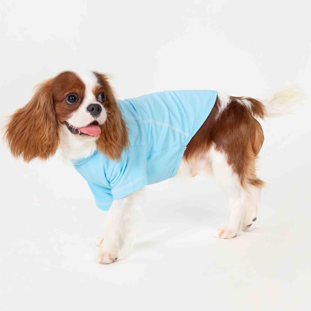 King Charles Spaniel in a Dog Blue Summer Shirt - Fitwarm Dog Clothes