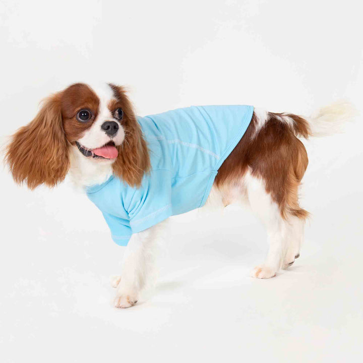 King Charles Spaniel in a Dog Blue Summer Shirt - Fitwarm Dog Clothes