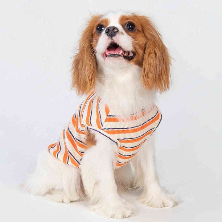 King Charles Spaniel in a Stylish Waffle Striped Dog Shirt - Fitwarm Dog Clothes
