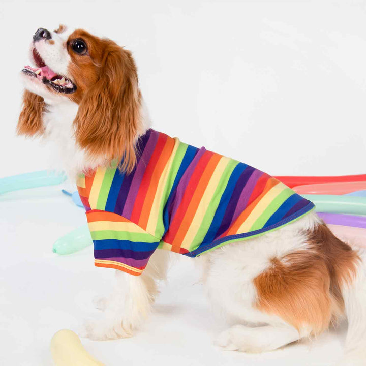 King Charles Spaniel in a Dog Shirt with Rainbow Stripes - Fitwarm Dog Clothes