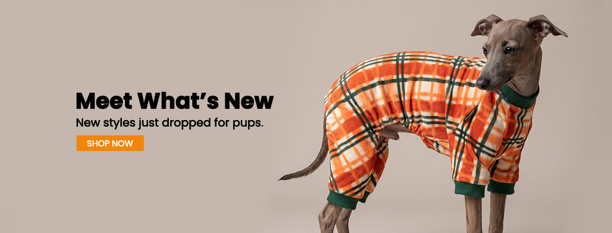 Italian Greyhound puppy wearing a bright orange and green plaid pajamas for dogs