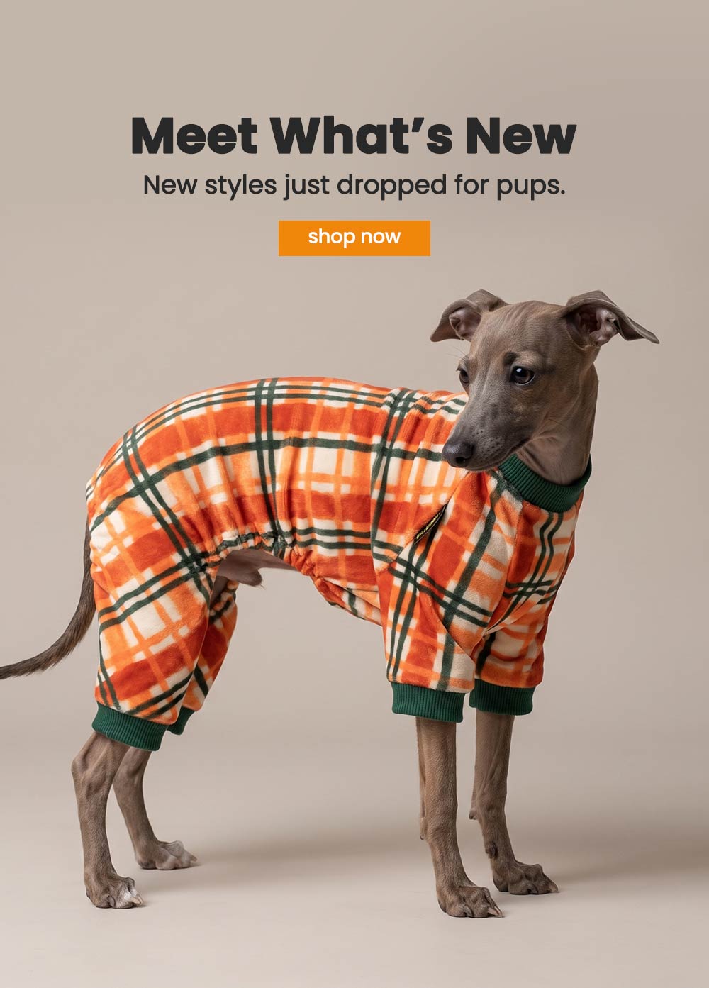 Italian Greyhound puppy wearing a bright orange and green plaid pajamas for dogs