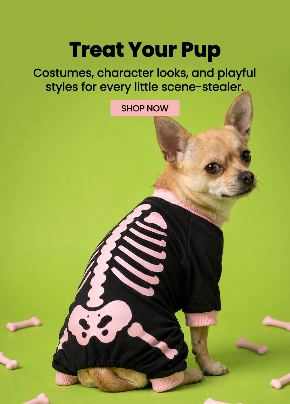 Chihuahua sits on a bright green studio background wearing a black dog pajamas with a pink skeleton print