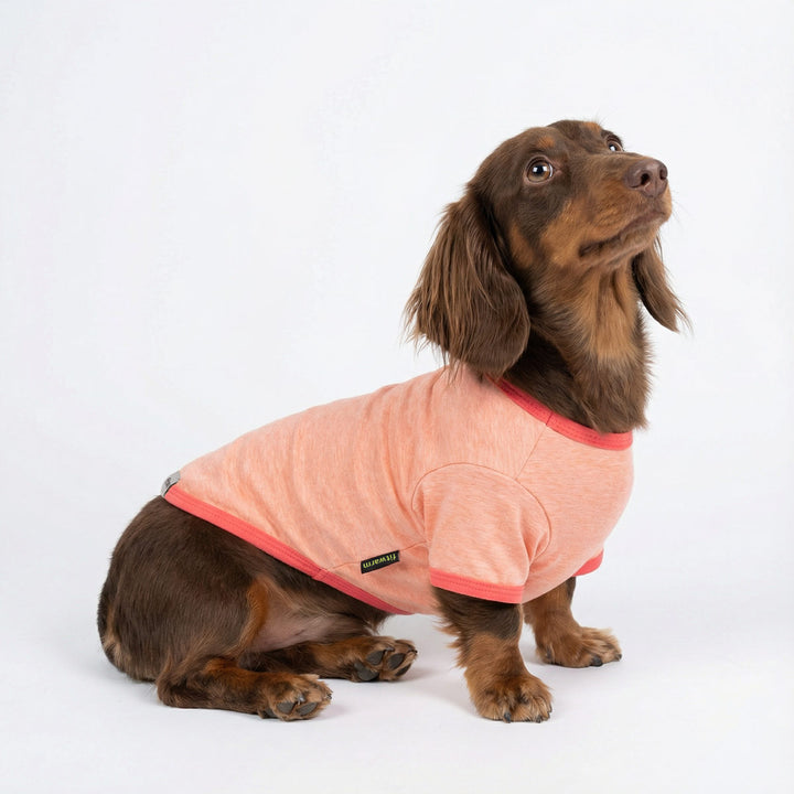 Dachshund sitting with an orange summer shirt for dogs