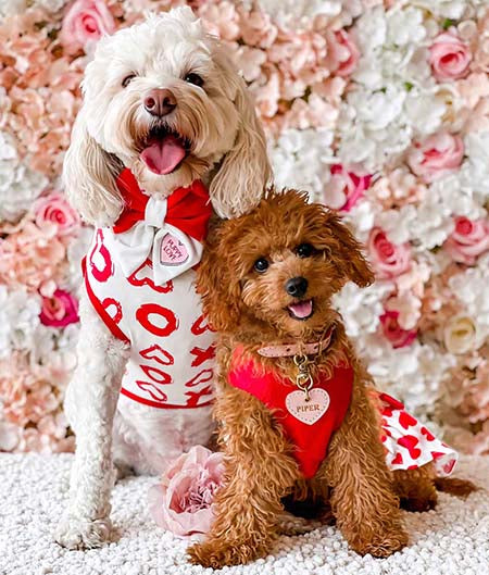 Valentine Dog Clothes | Dog Valentines Outfit | Fitwarm