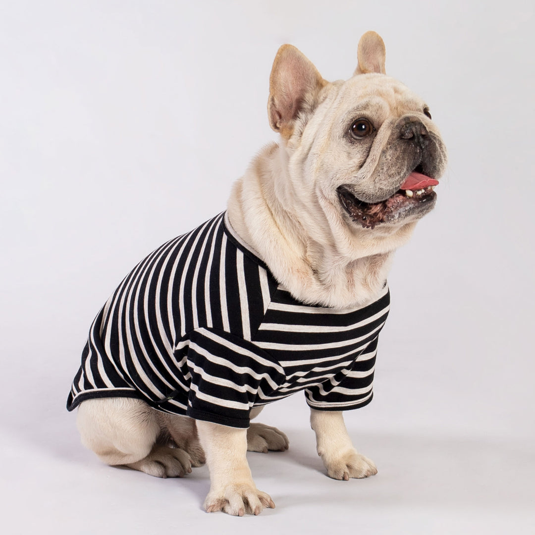 French Bull Dog in a Dog Shirt with Black and White Stripes - Fitwarm Dog Clothes