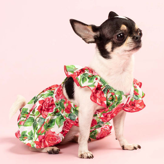 San Valentines dog dress