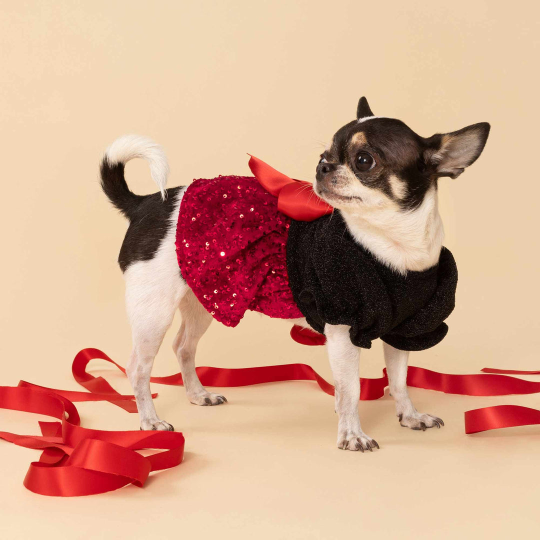 Small dog wearing a sparkly Christmas dog dress with a red sequin skirt and bow
