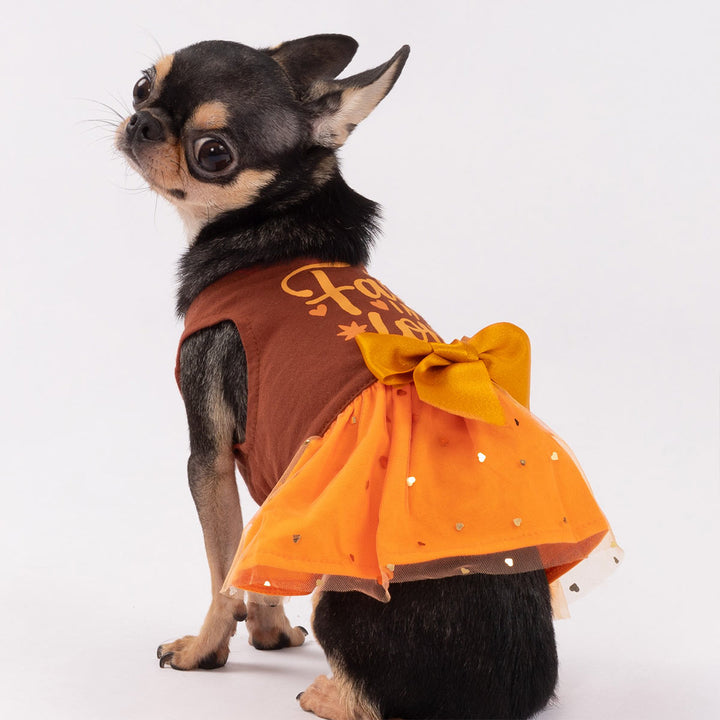 Cute Chihuahua modeling fall in love themed dog dress featuring bright orange skirt
