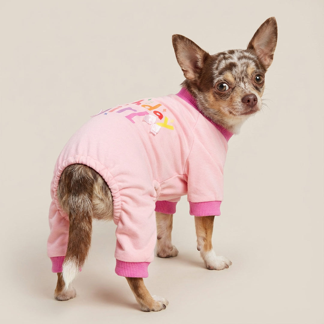Chihuahua wearing an adorable dog onesie with 'birthday girl' lettering and sweet bowknot