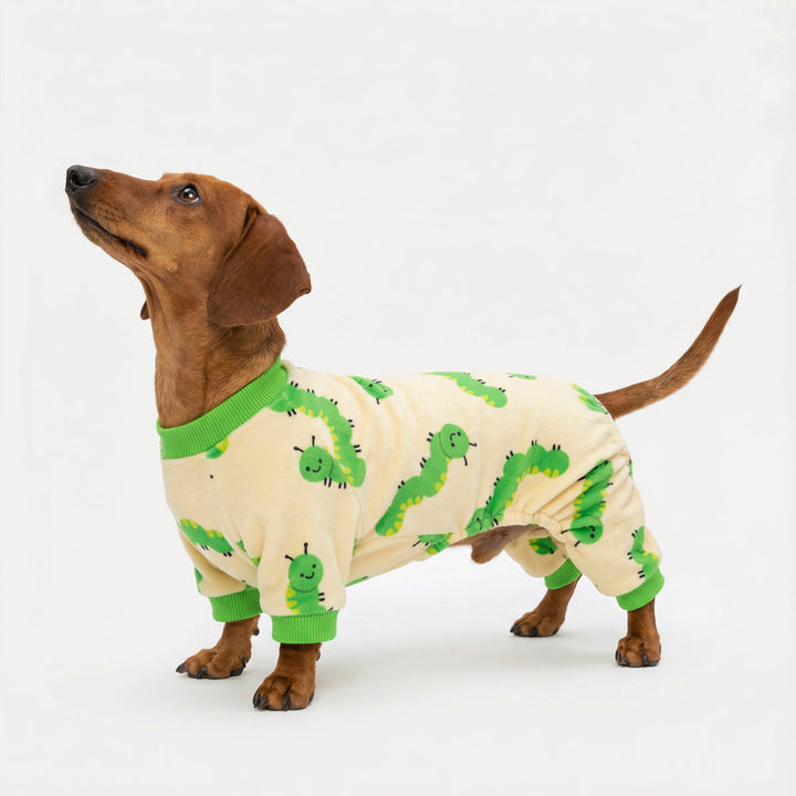Dachshund stand with a cute pajamas for dogs with caterpillar patterns 