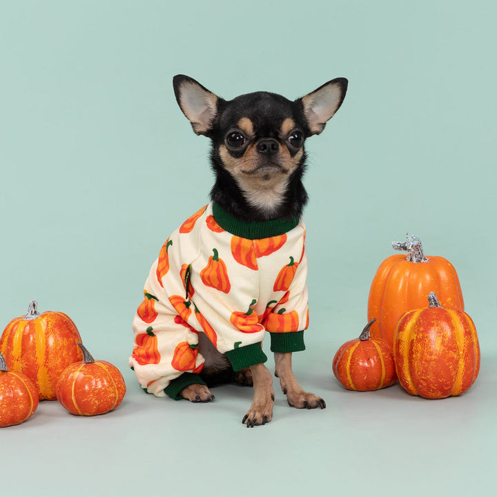 Chihuahua wearing cozy pumpkin print dog pajamas sitting beside decorative pumpkins