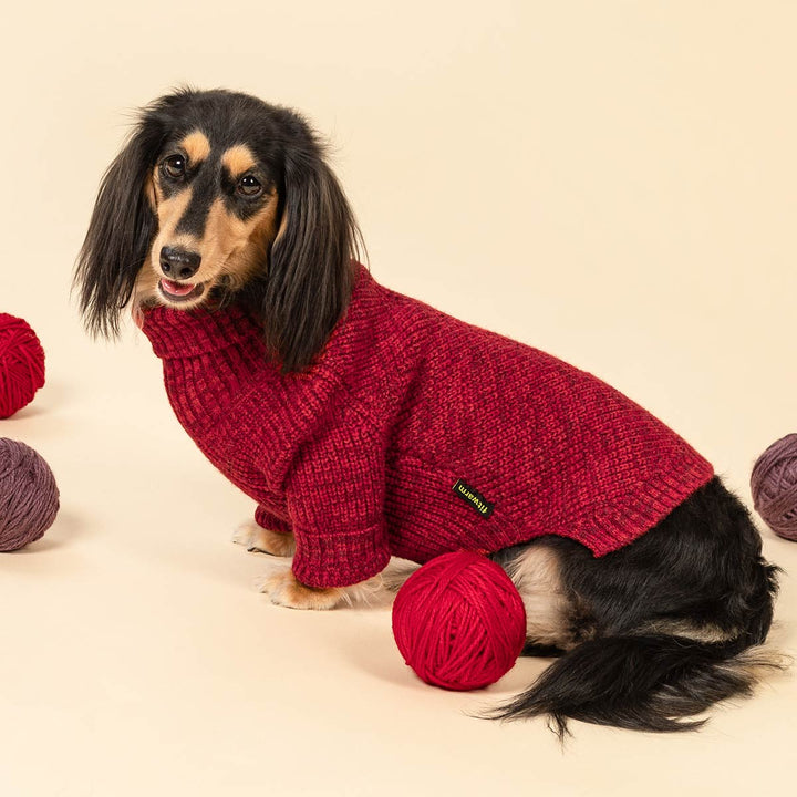 Adorable dachshund dressed in warm red dog knitted sweater with turtleneck style