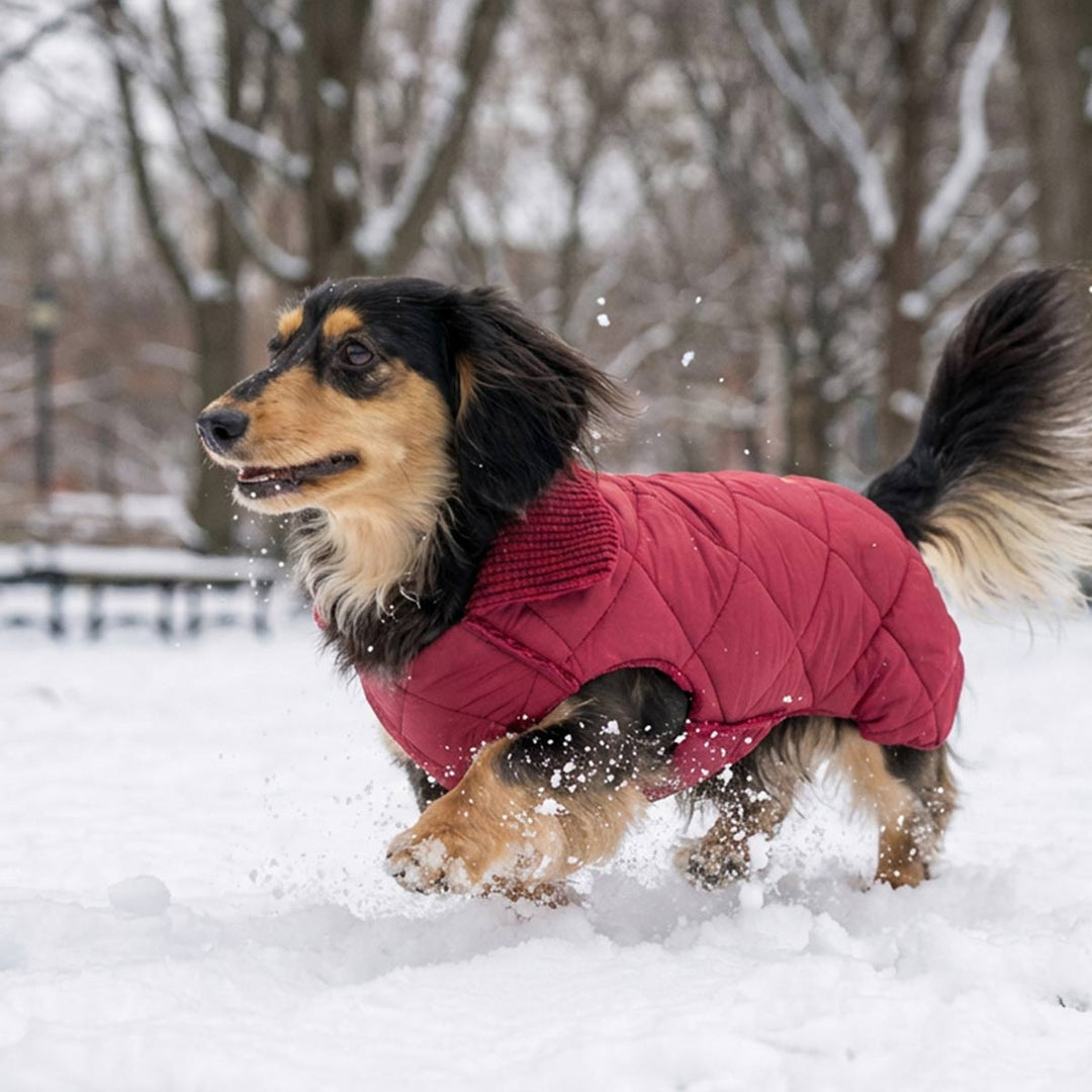 Dachshund dressed in a quilted dog coat enjoying a snowy outdoor park scene in winter