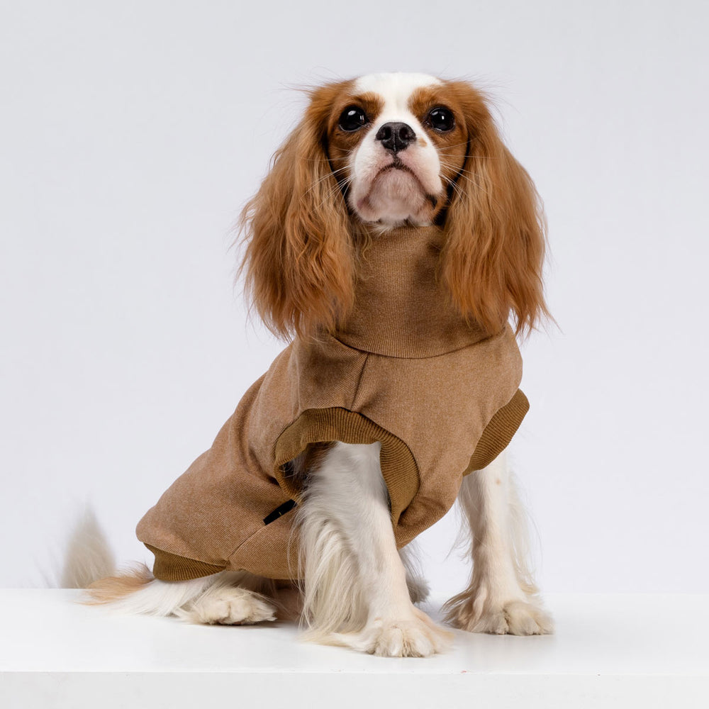 Cavalier King Charles Spaniel wearing a brown turtleneck dog sweater, a cozy winter apparel for small dogs