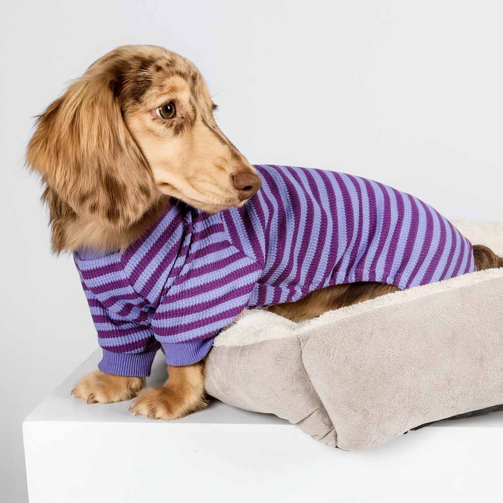 Dachshund in a Purple Waffle Stripe Dog Pajamas - Fitwarm Dog Clothes