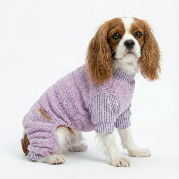 Cavalier King Charles Spaniel wearing a purple fleece dog onesie on a white background