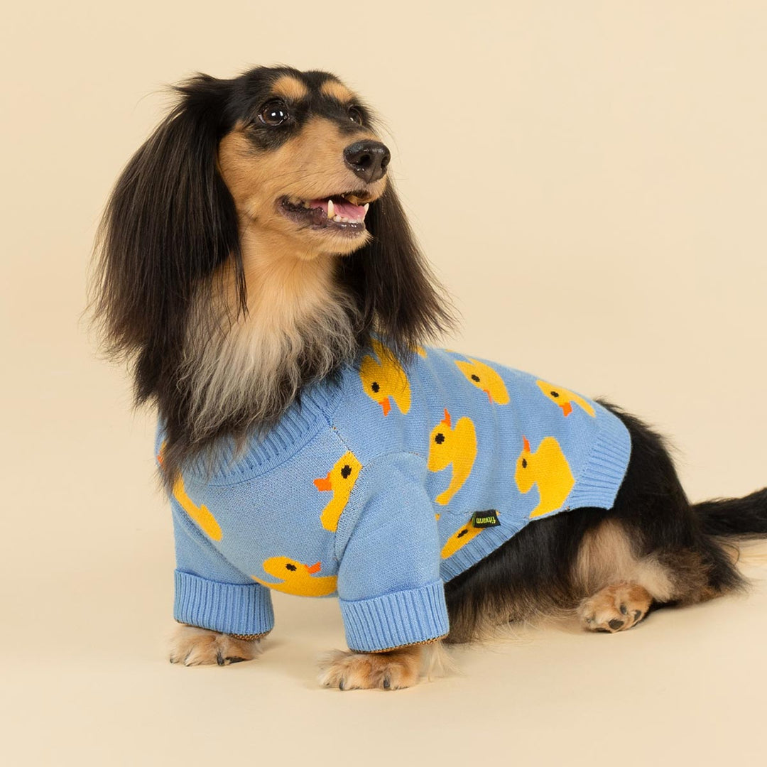 Adorable dachshund dressed in cozy blue dog fleece sweater featuring cartoon duck details