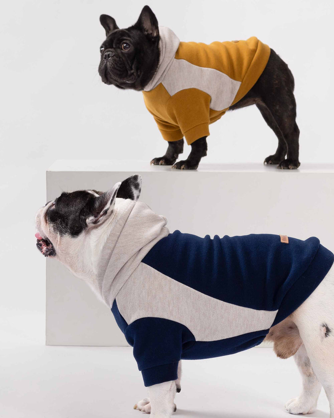 Two French Bulldogs wearing color block dog hoodies in mustard and navy on white studio background