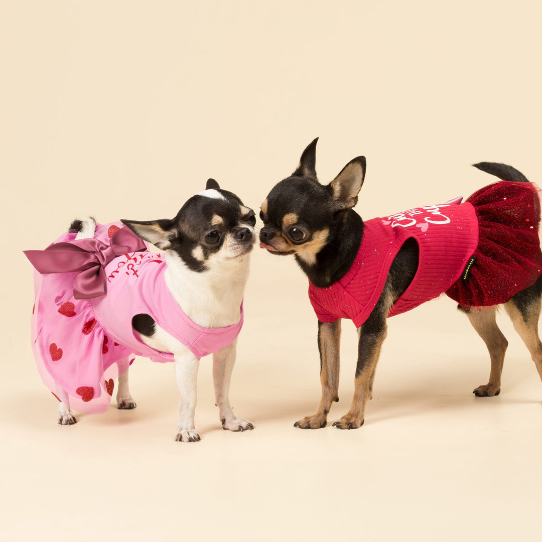 chihuahua pink dress Tiny Chihuahua in Pink Outfit Dances Cutely