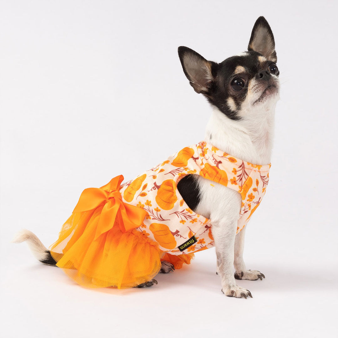 Dog dressed in cute pumpkin patterned dress for dogs featuring bright orange bow and tutu skirt