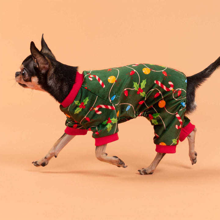 Chihuahua dressed in festive Christmas dog onesie with holly and candy cane prints