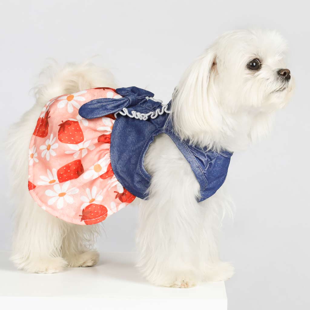  Maltese in a Strawberry and Denim Dress - Fitwarm Dog Clothes