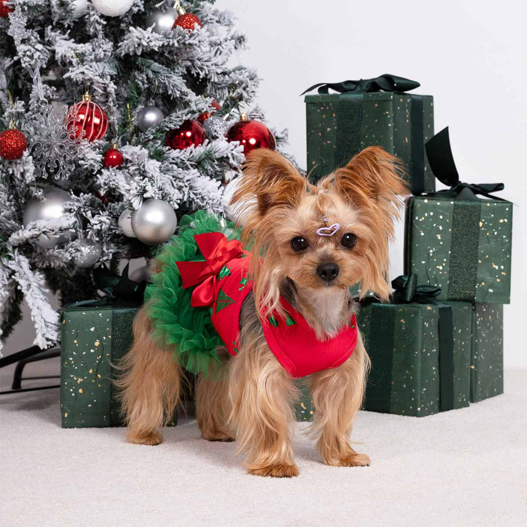 Yorkshire Terrier dressed in festive Christmas dress for dogs with green tulle skirt posing by Christmas presents