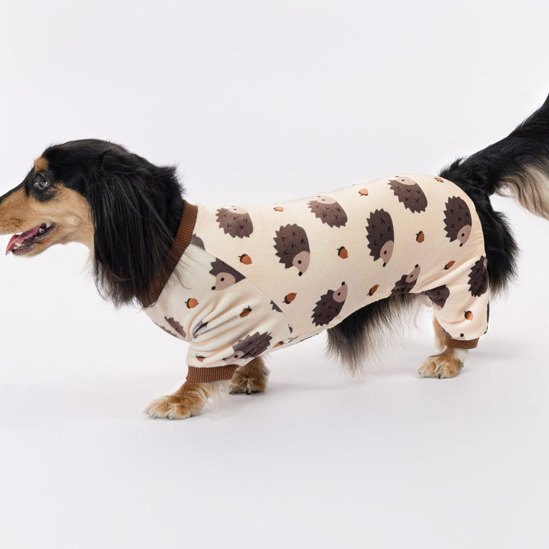 Adorable dachshund dressed in soft dog onesie featuring hedgehog and acorn pattern