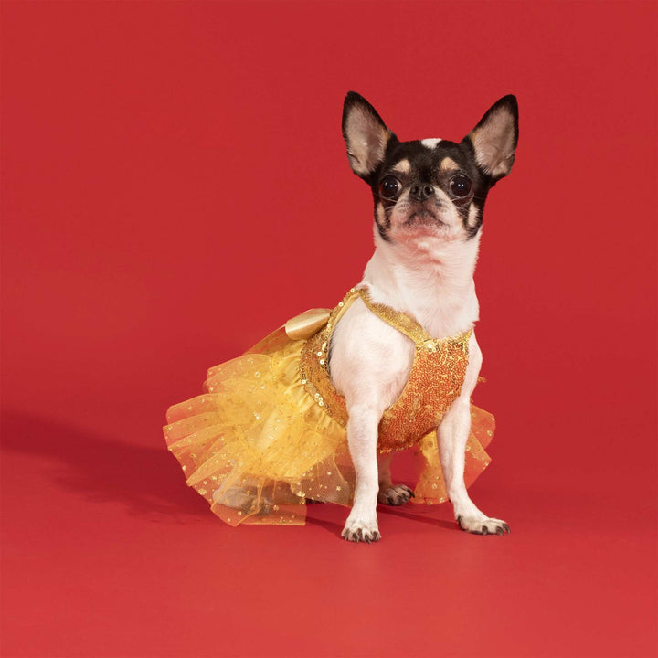 Small dog wearing a gold sequin dog dress on a red backdrop for a Christmas look