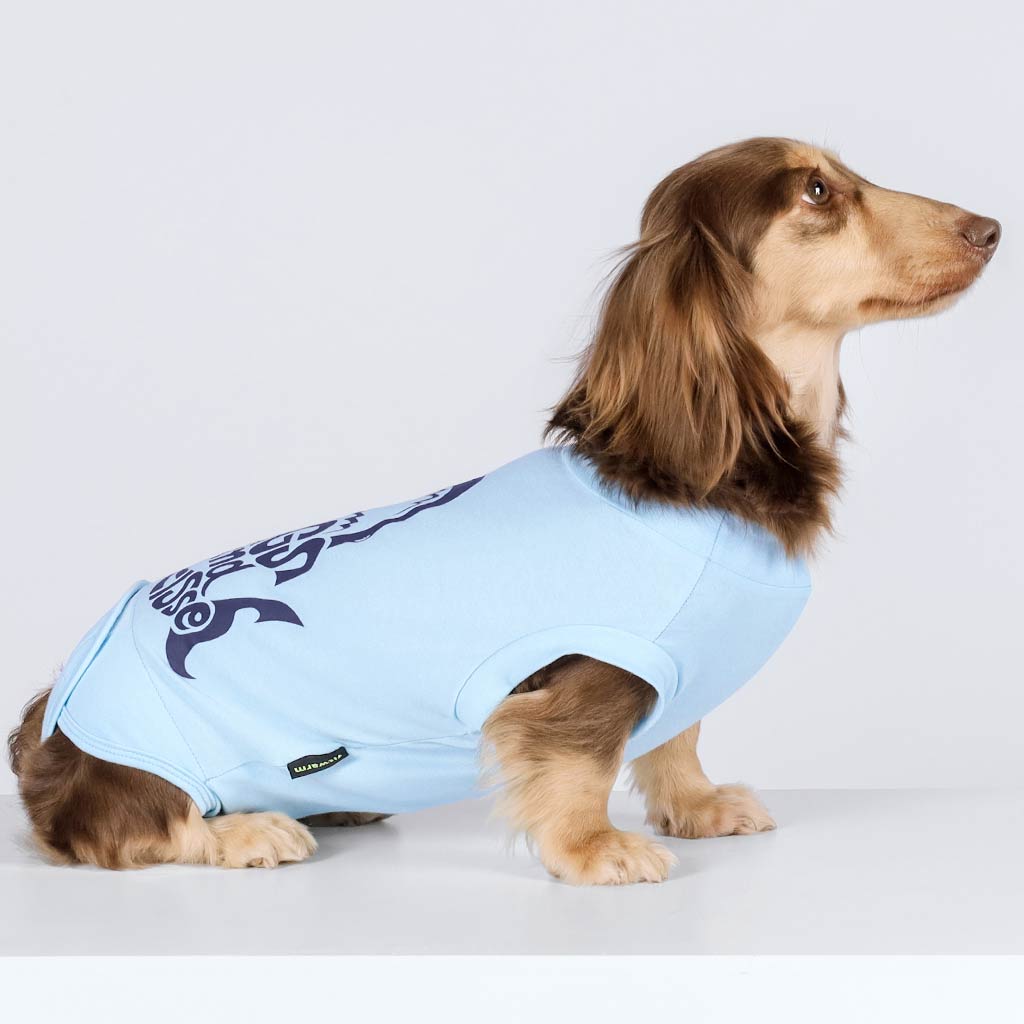 Dachshund in a Dog Recovery Shirt with 'Hug and Kisses' Lettering - Fitwarm Dog Clothes  