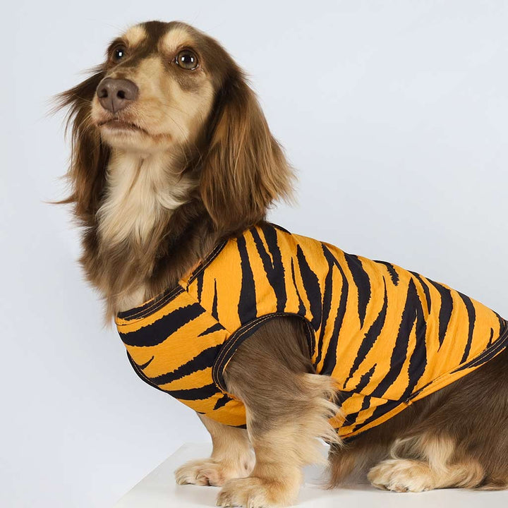  Dachshund in a Tiger Stripe Dog Shirt - Fitwarm Dog Clothes