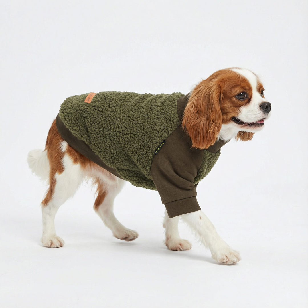 Cavalier King Charles Spaniel walking in plush fleece dog sweater with textured sherpa body and contrast sleeves