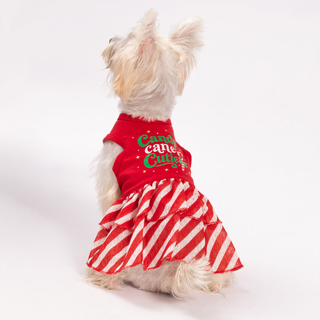 Cute dog dressed in red Christmas dog dress featuring candy cane stripes and playful holiday style