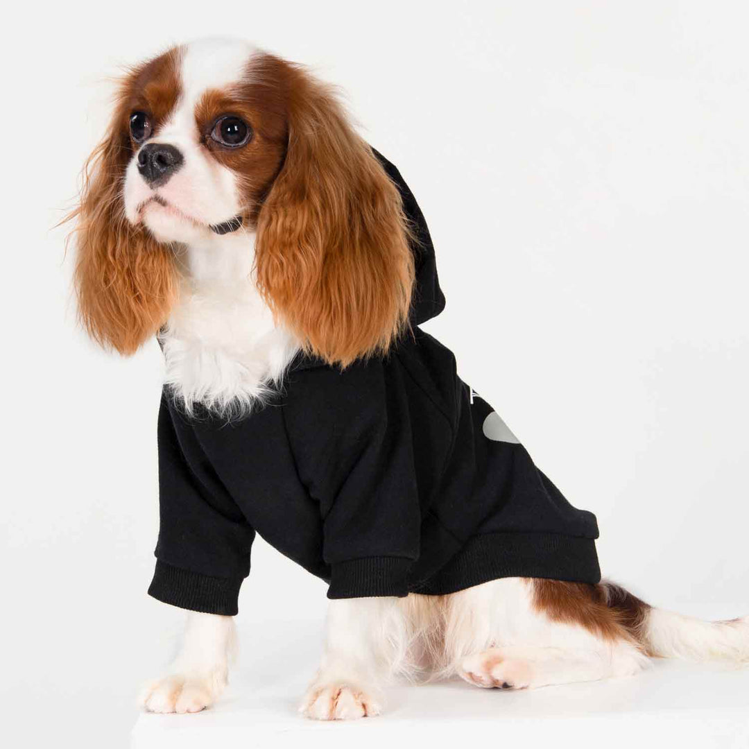 King Charles Spaniel in a Dog Hoodie with Bad to the Bone Lettering - Fitwarm Dog Clothes