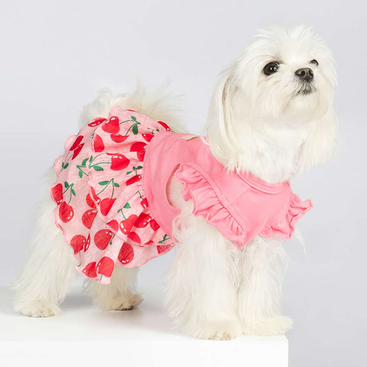  Maltese in a Pink Ruffle Dress with Cherry Prints - Fitwarm Dog Clothes