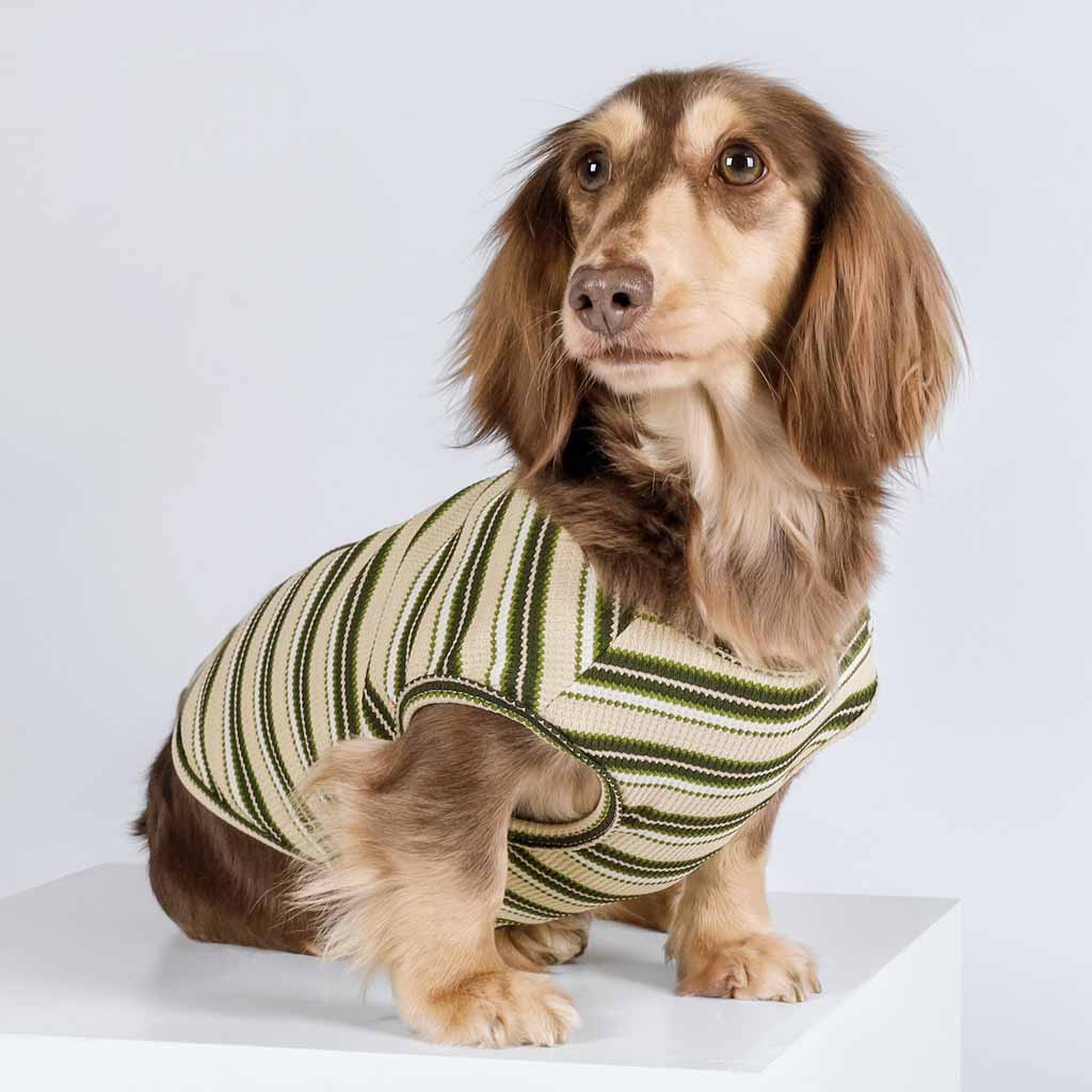 Dachshund in a Waffle Striped Dog Shirt - Fitwarm Dog Clothes