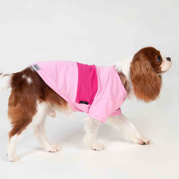 King Charles Spaniel in a Color Block Dog Shirt - Fitwarm Dog Clothes