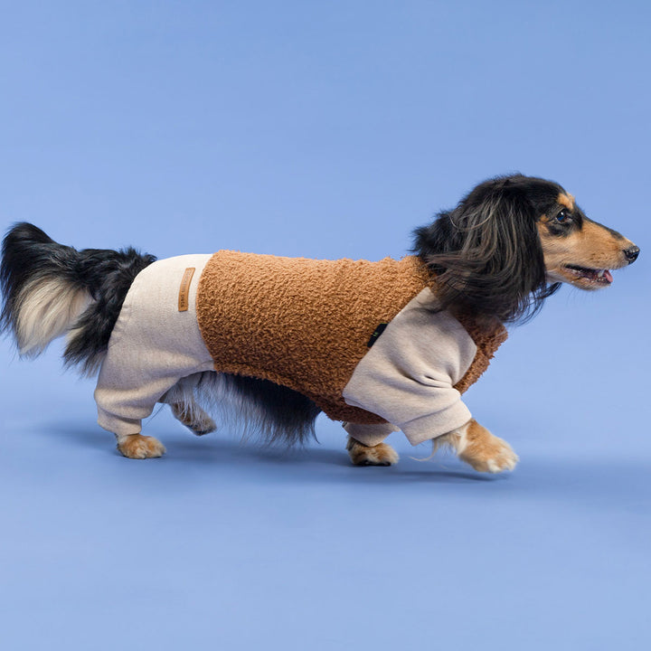 Adorable dachshund dressed in warm dog jammies with beige sleeves and brown body