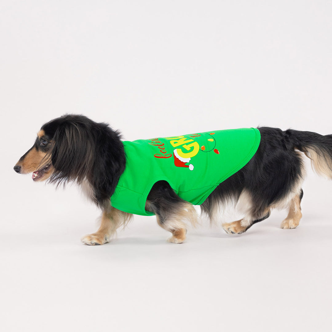 Cute dog wearing festive dog tshirt with colorful holiday graphics on green fabric
