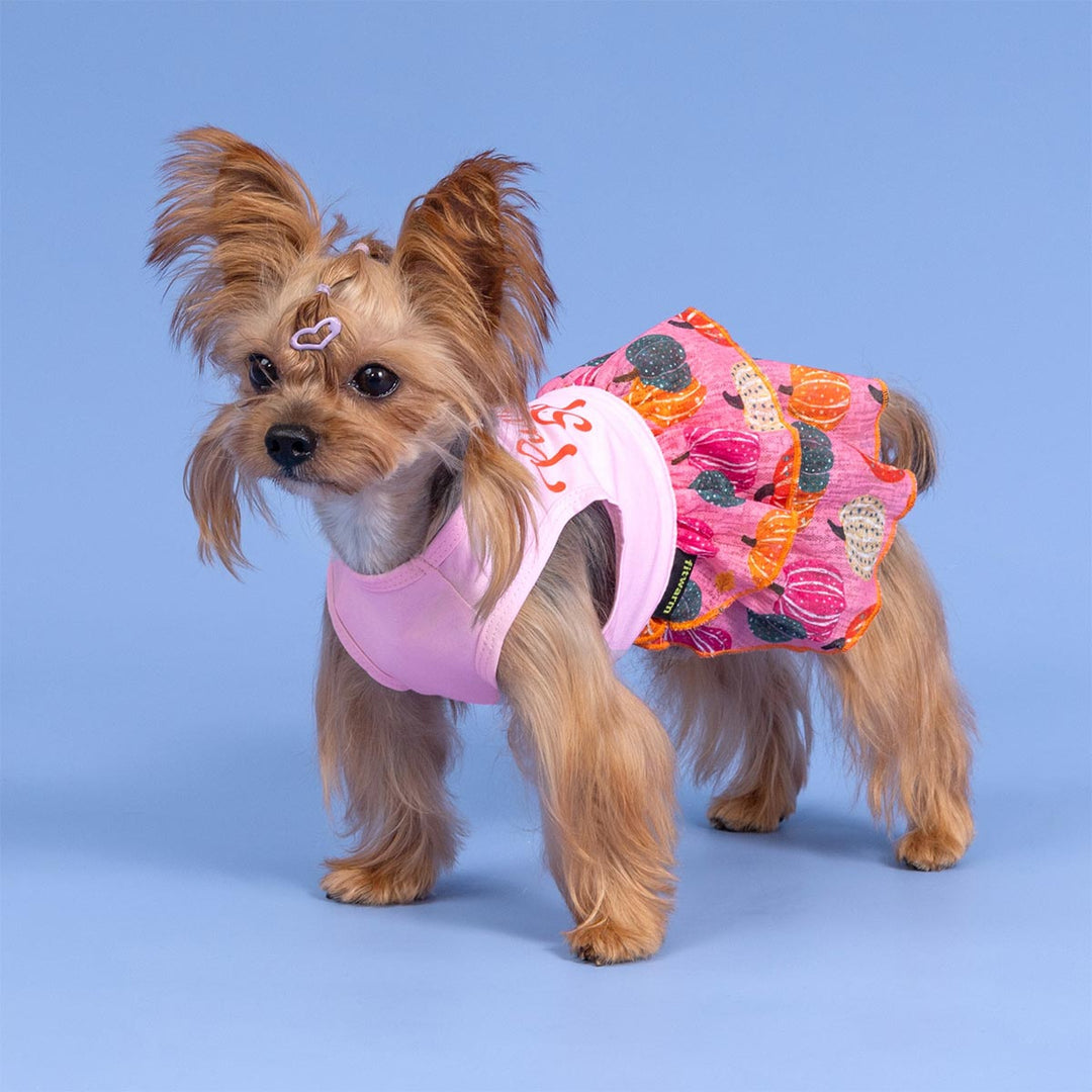 Yorkshire Terrier dressed in pink pumpkin dog dress with fall Thanksgiving vibes