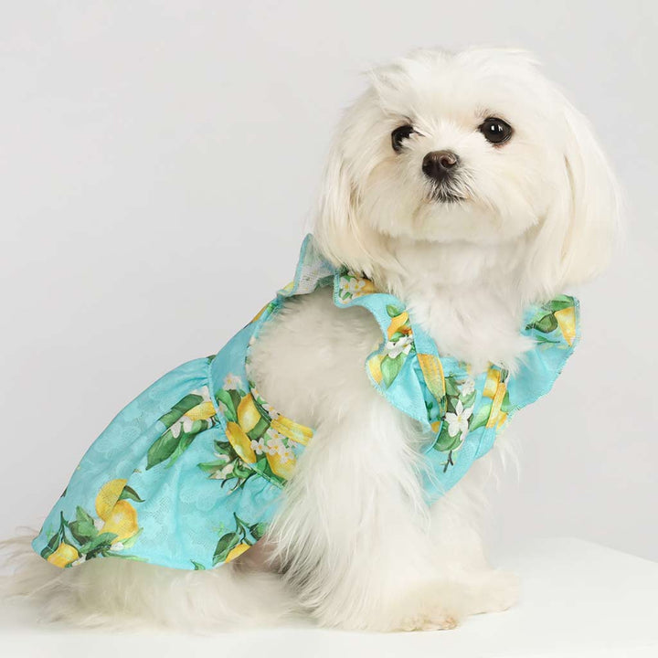 Maltese in a Dog Dress with Lemon Prints - Fitwarm Dog Clothes