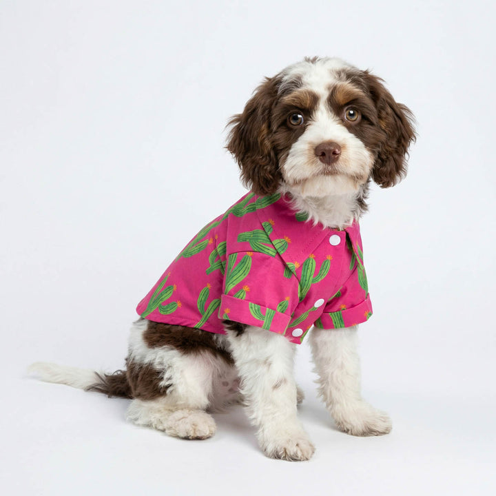 Curly haired dog wearing a summer collared shirt for dogs with cactus prints and button up design