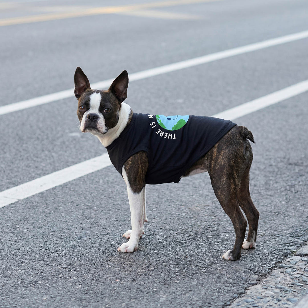 Boston Terrier wearing a black shirt for dogs with 'There is no planet B' lettering and standing on the road