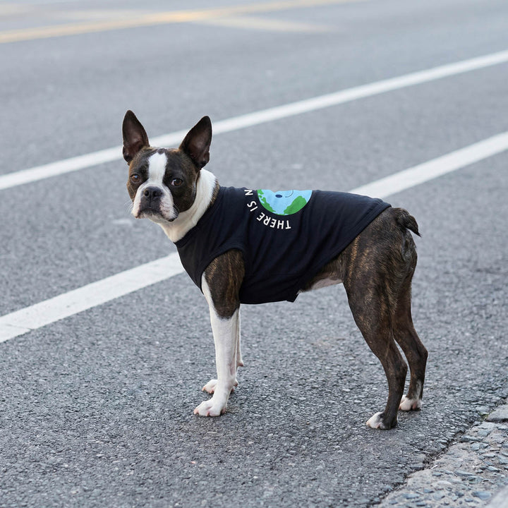 Boston Terrier wearing a black shirt for dogs with 'There is no planet B' lettering and standing on the road