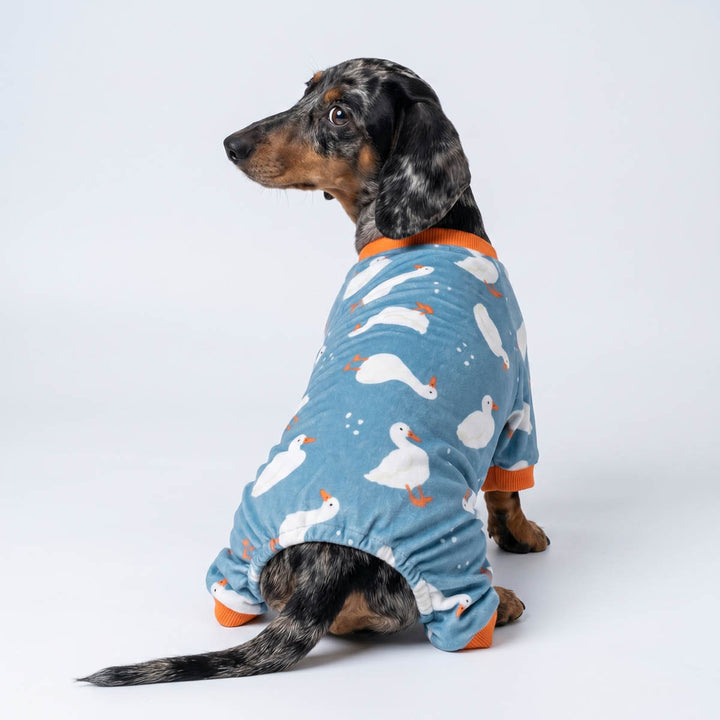 Back view of duck prints pajamas for dogs worn by a Dachshund